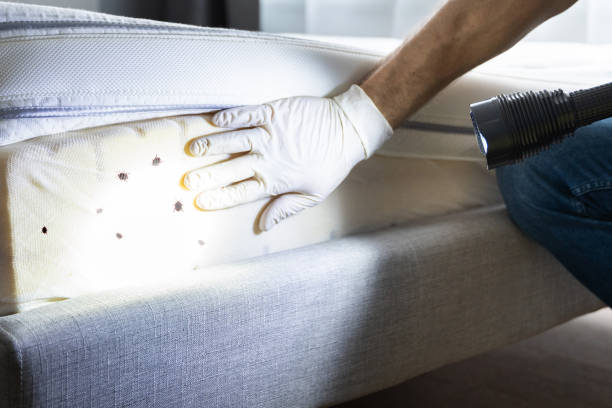 Best Ant Control Services  in Bountiful, UT